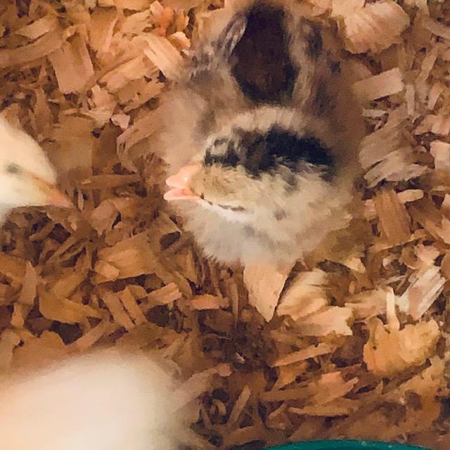 This poor little chick's beak is crooked and stays like this all the time. I just discovered her and am surprised that they sent her to us like this. From what we can tell, all the rest are good.