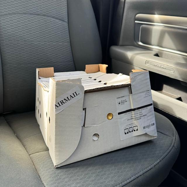 The box of chicks we got at the post office. They were just peeping away the whole ride home.