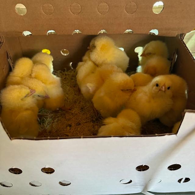 Look at these fluffy, yellow chicks!