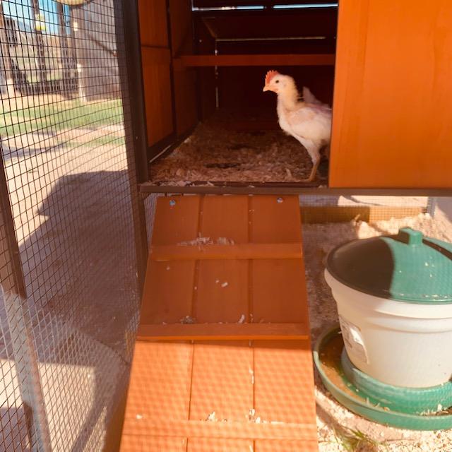 Ladies and Gentlemen, meet Foghorn Leghorn! I say, I say, no autographs, please.