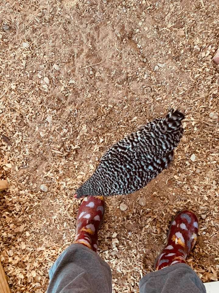 A barred rock hen eating my rubber boots. Isn't she sweet?