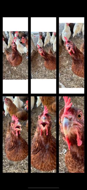 Matt put together this 6 panel photo of a chicken from our flock.