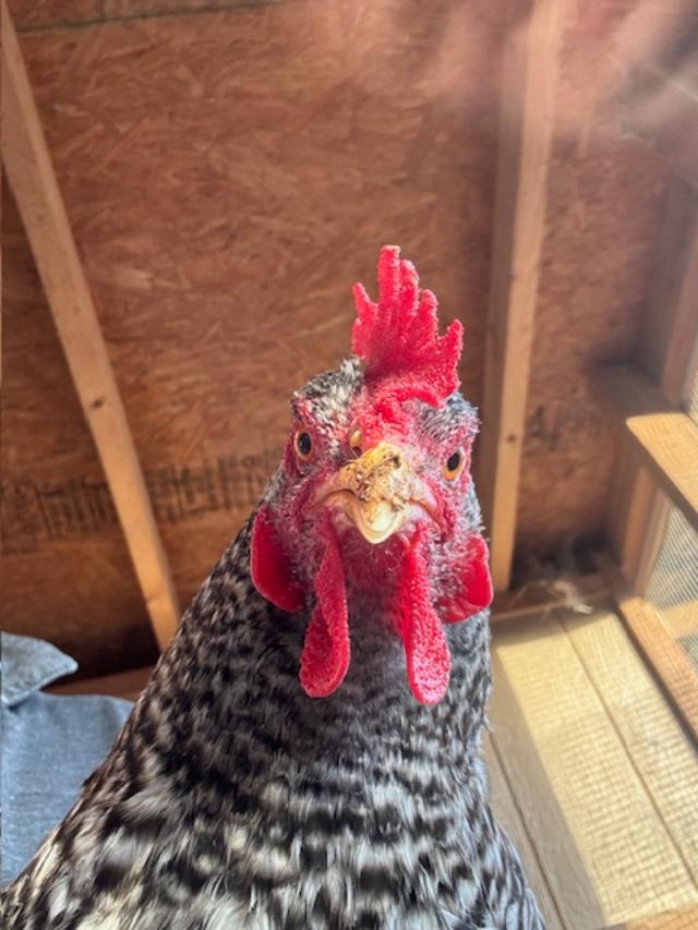 This is one of the few Barred Rock hens we got five years ago in our first batch of chickens.