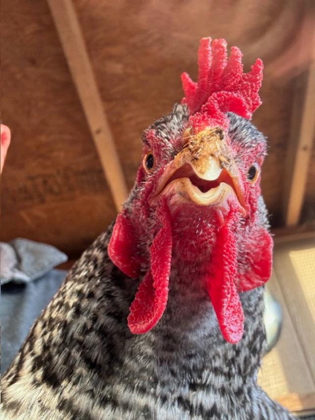 Matt is always posing the chickens and snapping photos. They really like him.