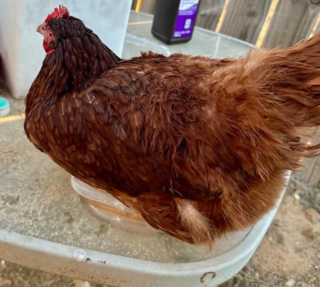The hen with the hurt foot loves the epsom salt soak and puts both feet in. When Matt takes her out, she puts her feet right back in.