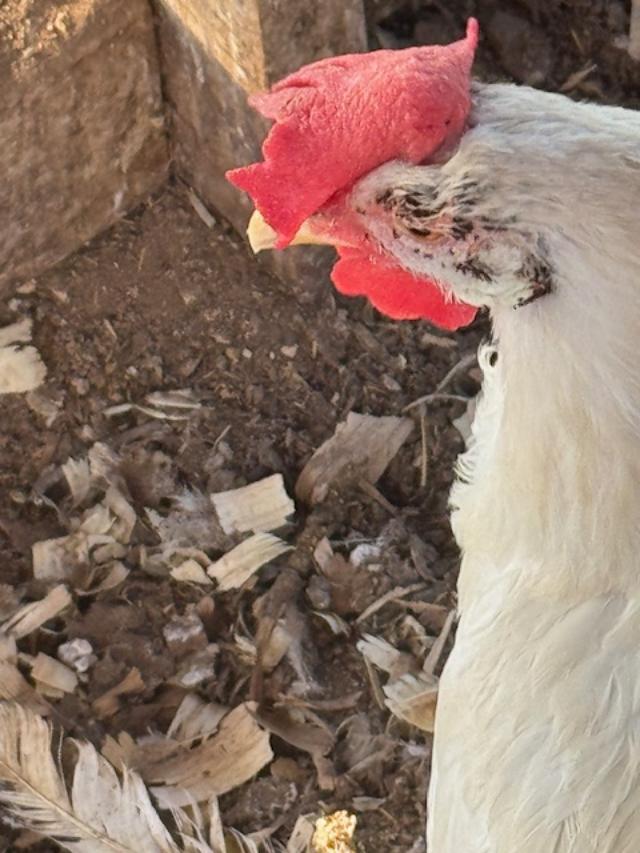 How and why do the chickens have fleas?