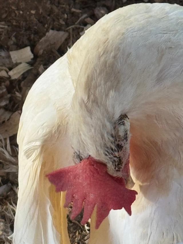 Why have they not had them before? I am so disgusted.