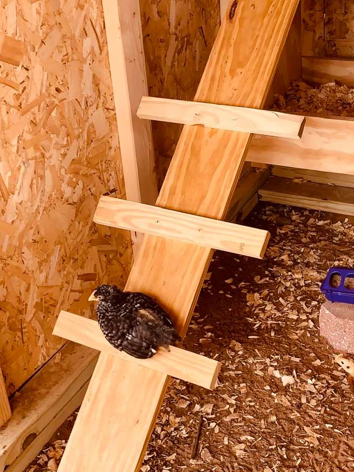 This afternoon, I checked on the chicks. They are exploring and this Bard Rock claimed the ladder rung for her roost.