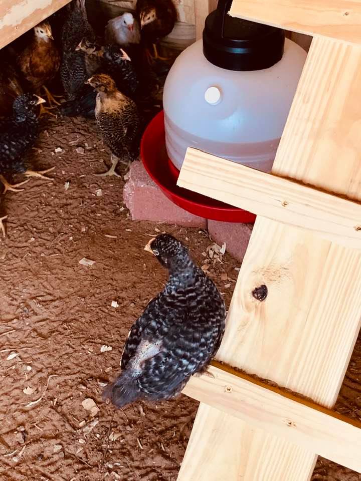 Another Bard Rock took a different ladder to roost on.