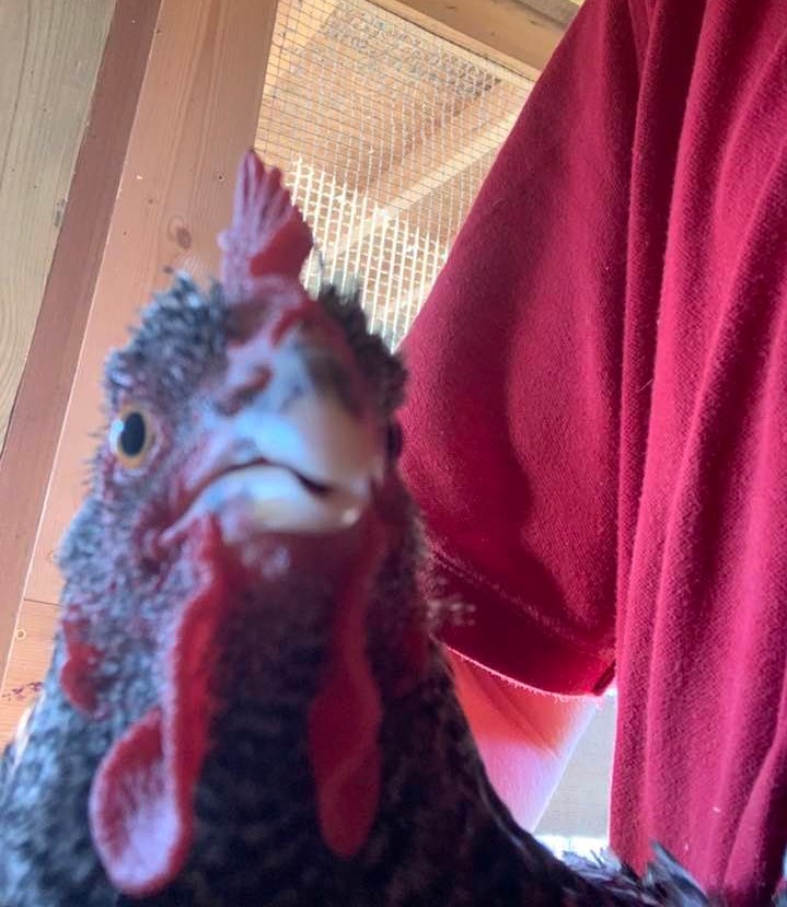 One of my Barred Rock hens approves of her cage being clean!