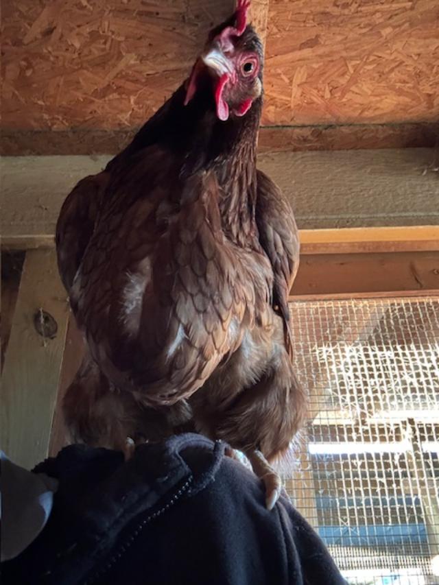 Matt loves our chickens. They like him as well!