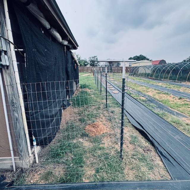 Part of the new uncovered chicken run.