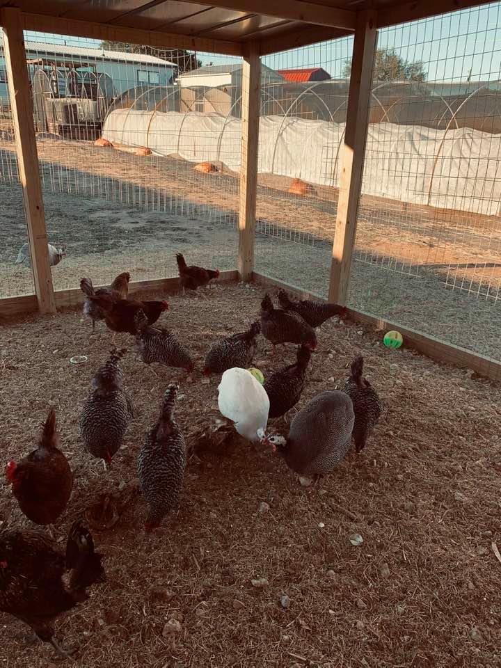 The chickens and guineas in the new chicken run overlooking a hoop house, the keyhole garden, our home and sheds.