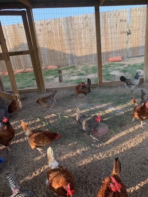 The hens are in their run, having a fun day with an air conditioner blowing cool air on them. It is important to take care of your animals and make caring for them part of your April garden chores.