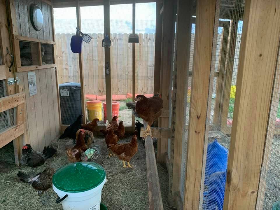 Our chickens are enjoying the air conditioning and they are not worrying about bills, payroll and taxes. Our chickens are enjoying the air conditioning and they are not worrying about bills, payroll and taxes.