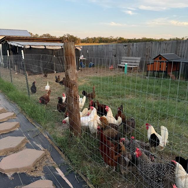 The girls love to come out and greet me every time they hear the gate open.