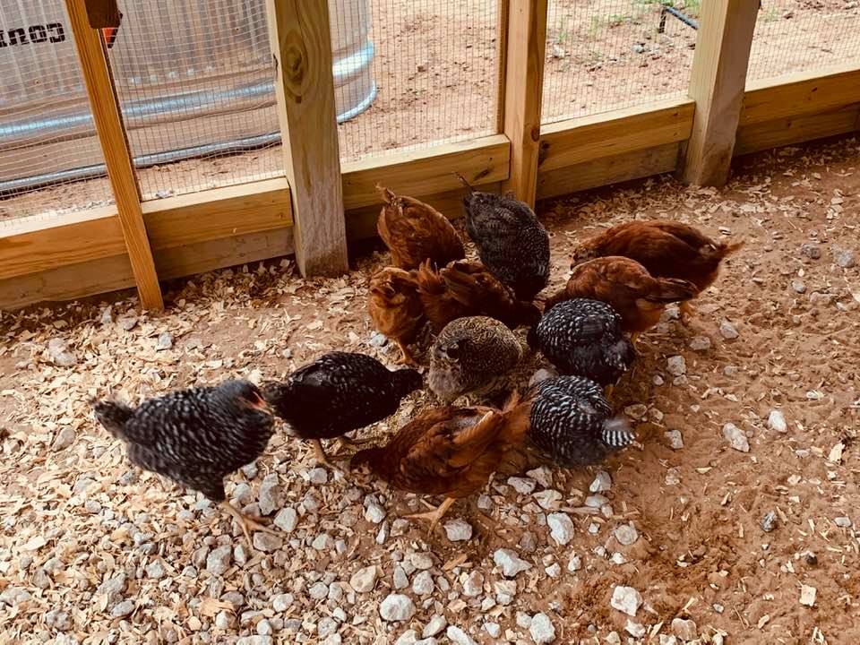 Pumpkin can be beneficial to chickens so if you have some left over and you have chickens, share some with them. Not the pie, just the plain pumpkin.