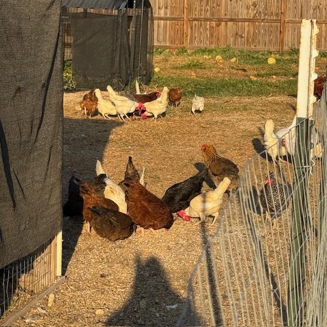 The chickens are enjoying another beautiful, sunny day.