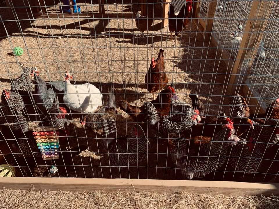 Our chickens enjoying their new run after it was built. We are protecting them from predators and dogs.