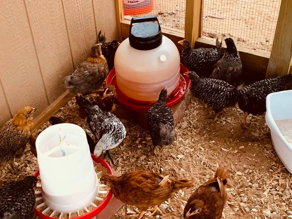 More of our chicks having breakfast this morning.