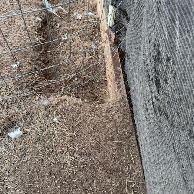 Look at this big hole the hens dug! If you didn't know, chickens love to sand bathe. They dig holes and just lie there, rubbing their feathers around.