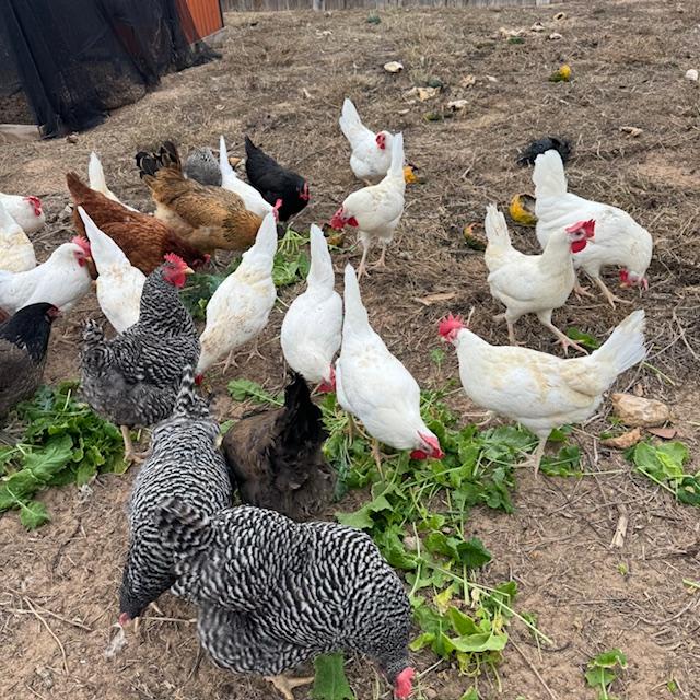 My chickens were thrilled to get a big basket of freshly picked greens. They were gone in no time!