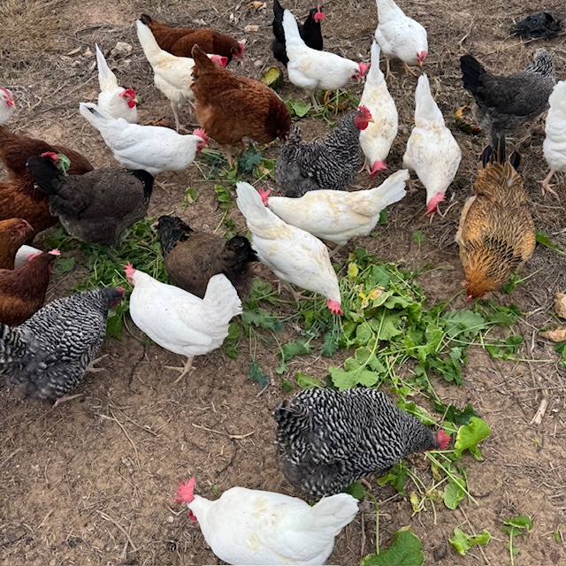 My girls were so excited to have such delicacies!