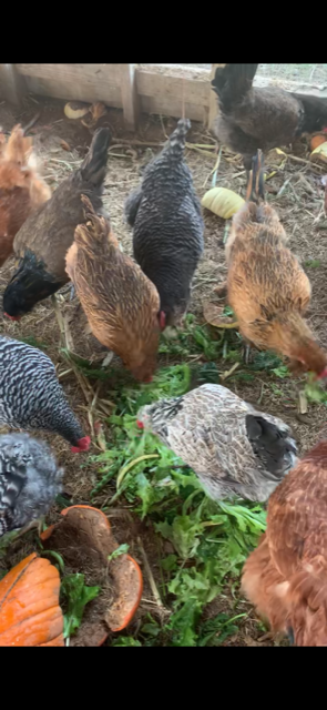 Another shot of the hens enjoying their Christmas treats, fresh lettuce and greens grown in the grow tower in our Farm Store.