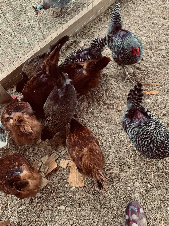 You can see the pecked chicks and my chicken boot at the bottom of the photo.