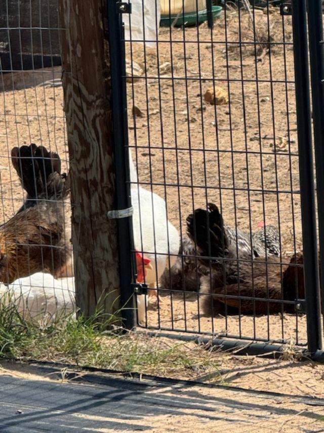 Our chickens love a good sandbath. Sometimes, we have a hard time getting them to go in for the night because they are enjoying it so much!