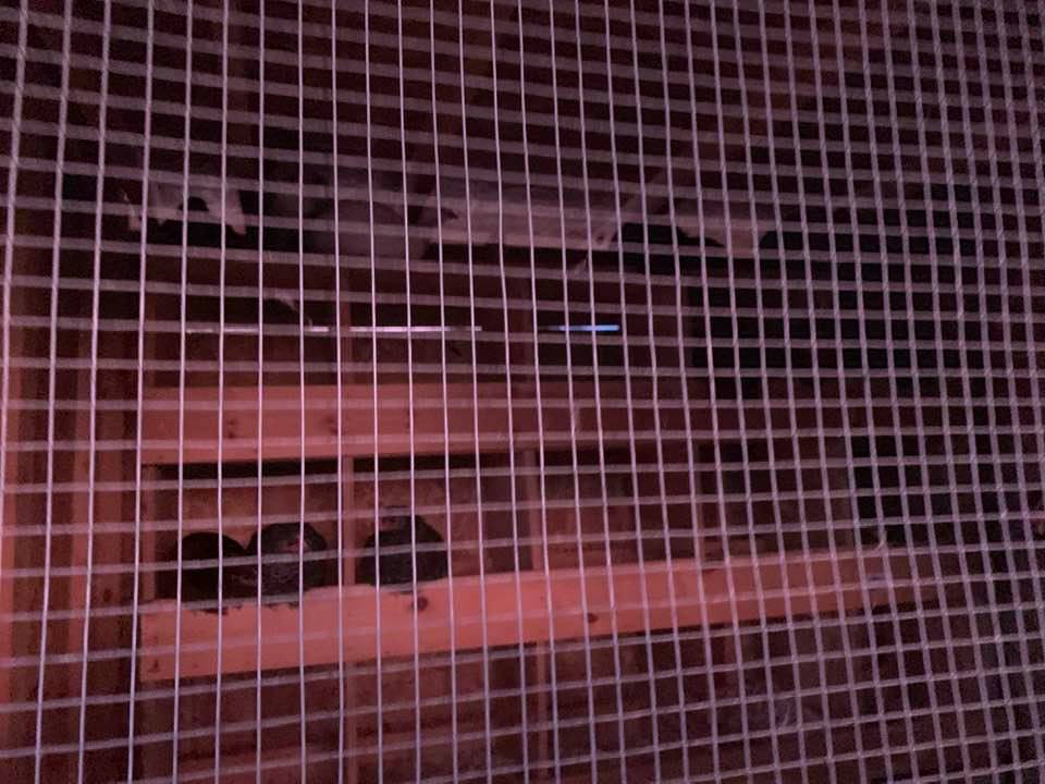 I know it is difficult to see as it is 8:40pm but the chicks put themselves to bed before Lucy & I got out there on Wednesday night! They are all on their roosts.