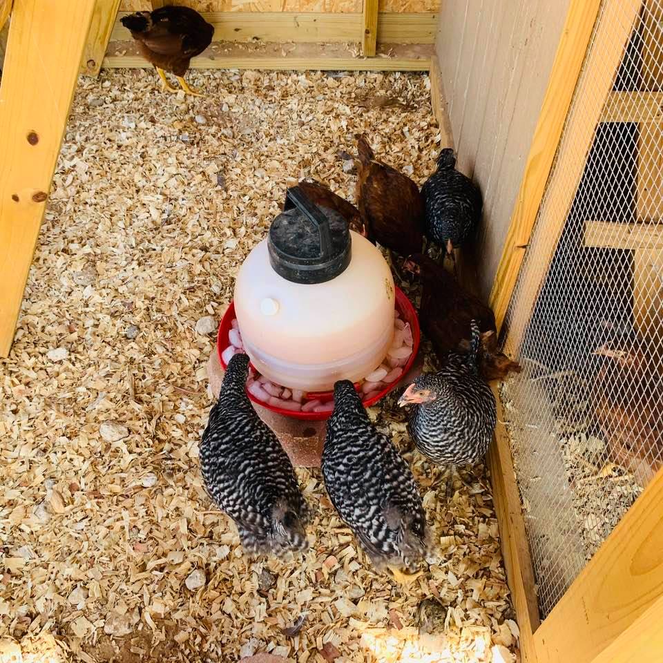 I added ice to the chickens' water since it was 103°. It melted quickly.