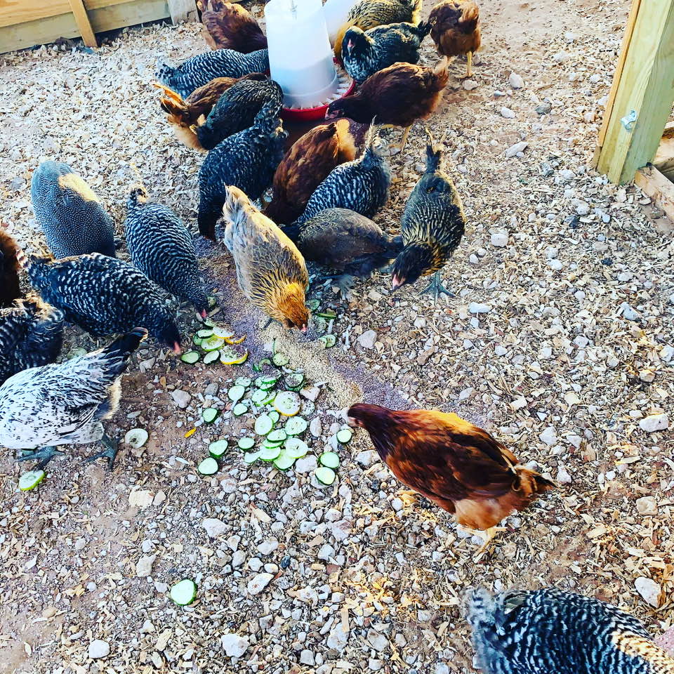 Here the chickens enjoy some sliced cucumbers and other veggies.