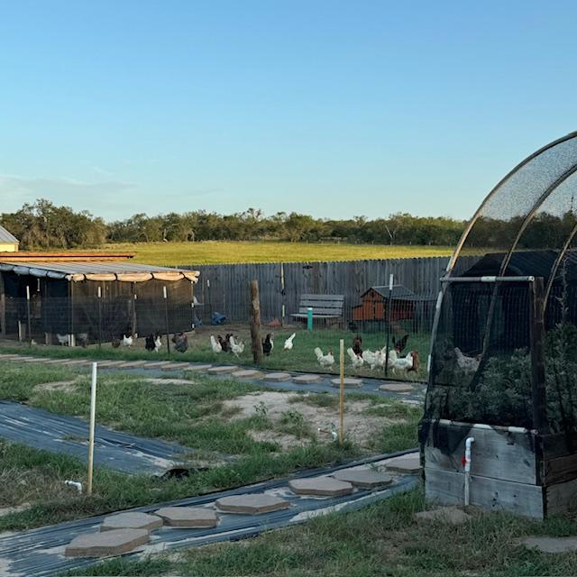 chickensyard chickensyard