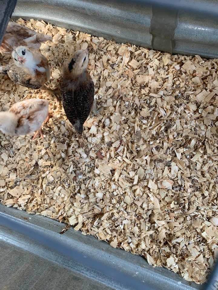 Our chicks are four weeks old today and are almost all feathered out.
