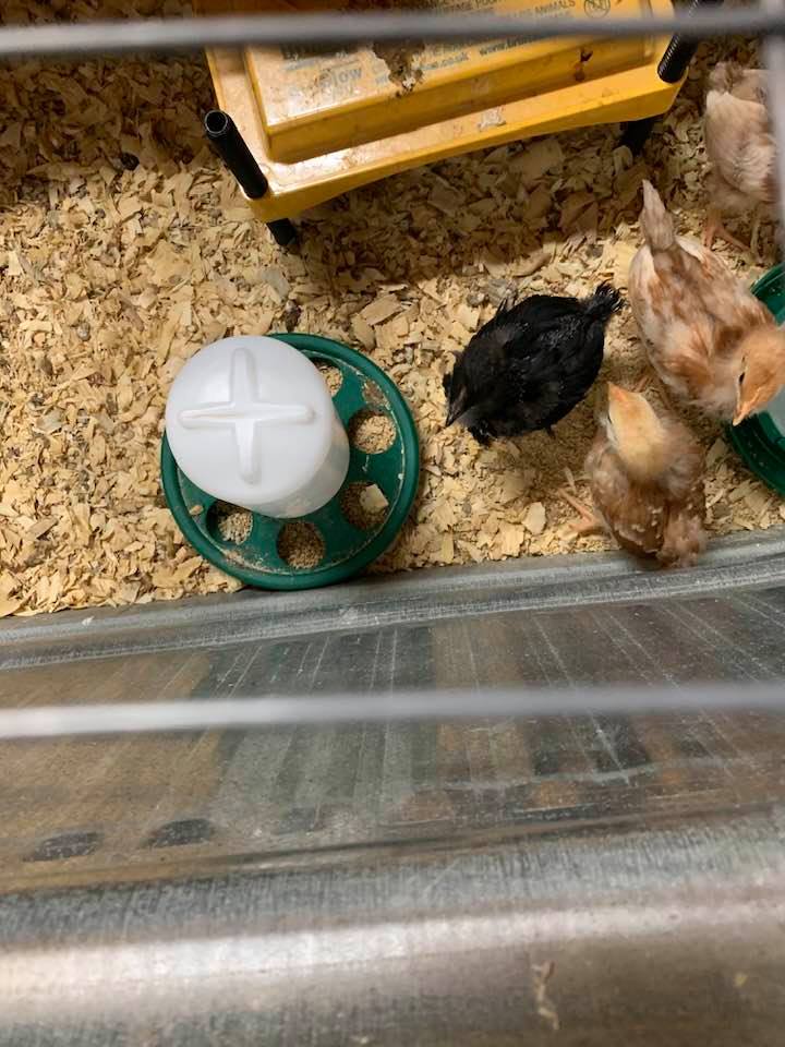Our sweet little chicks still use the brooder at night to keep them warm. It is chilly right now so they are enjoying it.
