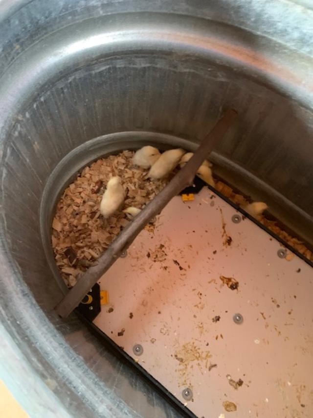 This is our new brooder. It is not upside down. This is how this one goes. I know how to read and inside, the bottom says this side down...Yes, someone here told me it is upside down...LOL!