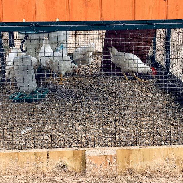 The new chicks enjoying their new play yard under their new coop. If you look closely, you can see the boy on the right.