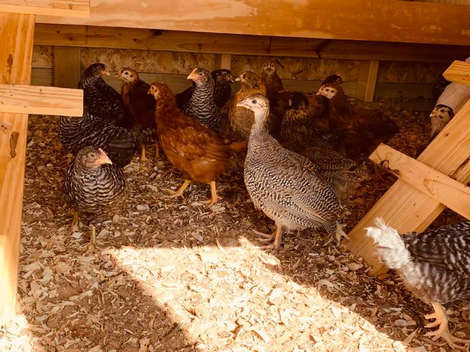 Our chicks are loving their coop. Some of them ran under the nesting box when they heard me call.
