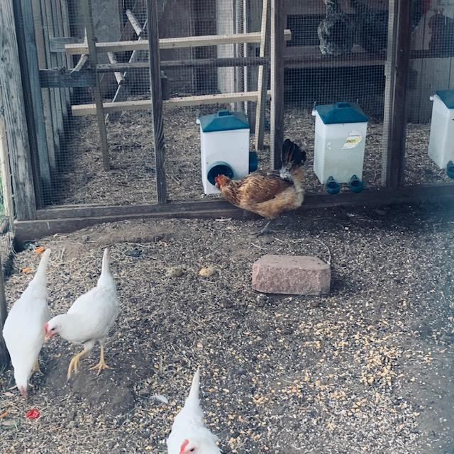 The leghorns are 12 weeks old now and seem to be fitting in fine with the hens.