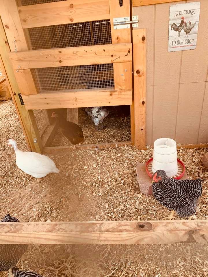 Just a few of our chicks came out quickly for a photo this morning.