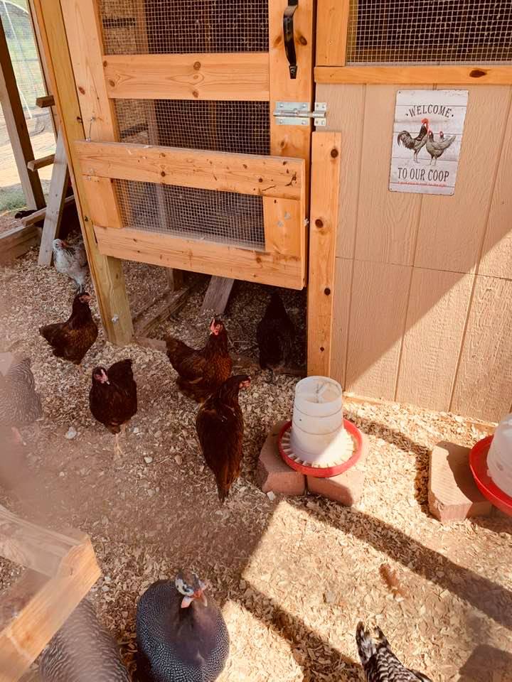 Some of the chickens came out to say hi this afternoon.