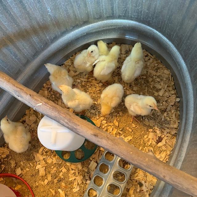 The chicks are getting big fast.