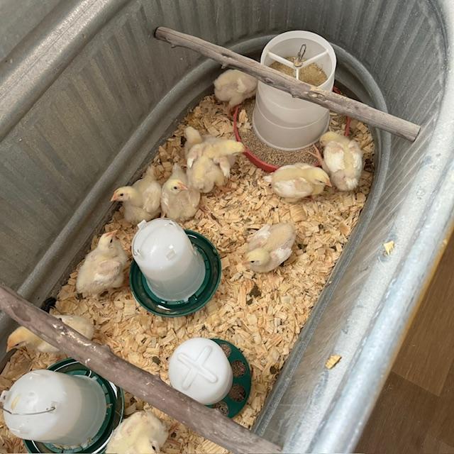 Our new chicks are doing well this morning. You can see they are fattening up already. They are 1 week and 5 days old now. Our new chicks are doing well this morning. You can see they are fattening up already. They are 1 week and 5 days old now.