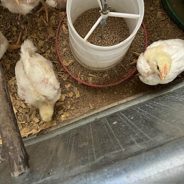 The chicks are almost fully feathered. They should be fine going outside in this heat.