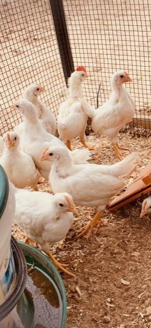 7 of the chicks are in the playyard. You can clearly see the baby rooster on the right.