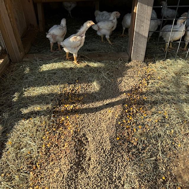 The meat chicks are enjoying all of the space. They are eating a lot and growing quickly.