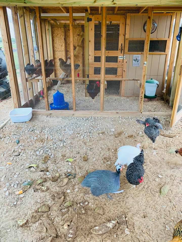 The birds in the foreground are in the new run, loving the space.