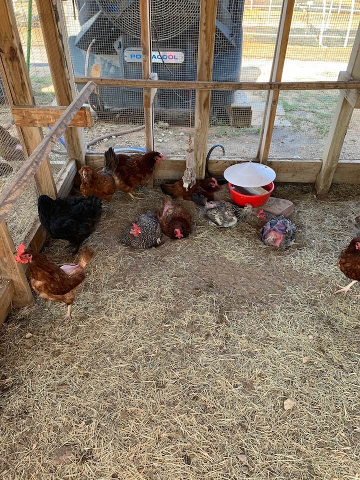 Our chickens are relaxing in the lap of luxury with a swamp cooler air conditioner in the heat. They love it. Our chickens are relaxing in the lap of luxury with a swamp cooler air conditioner in the heat. They love it.