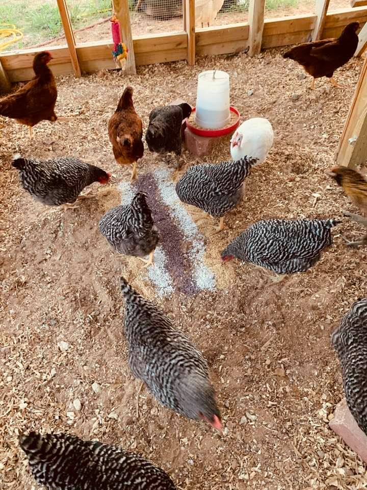 Chicks scatter everywhere first thing in the morning when I let them out for breakfast.